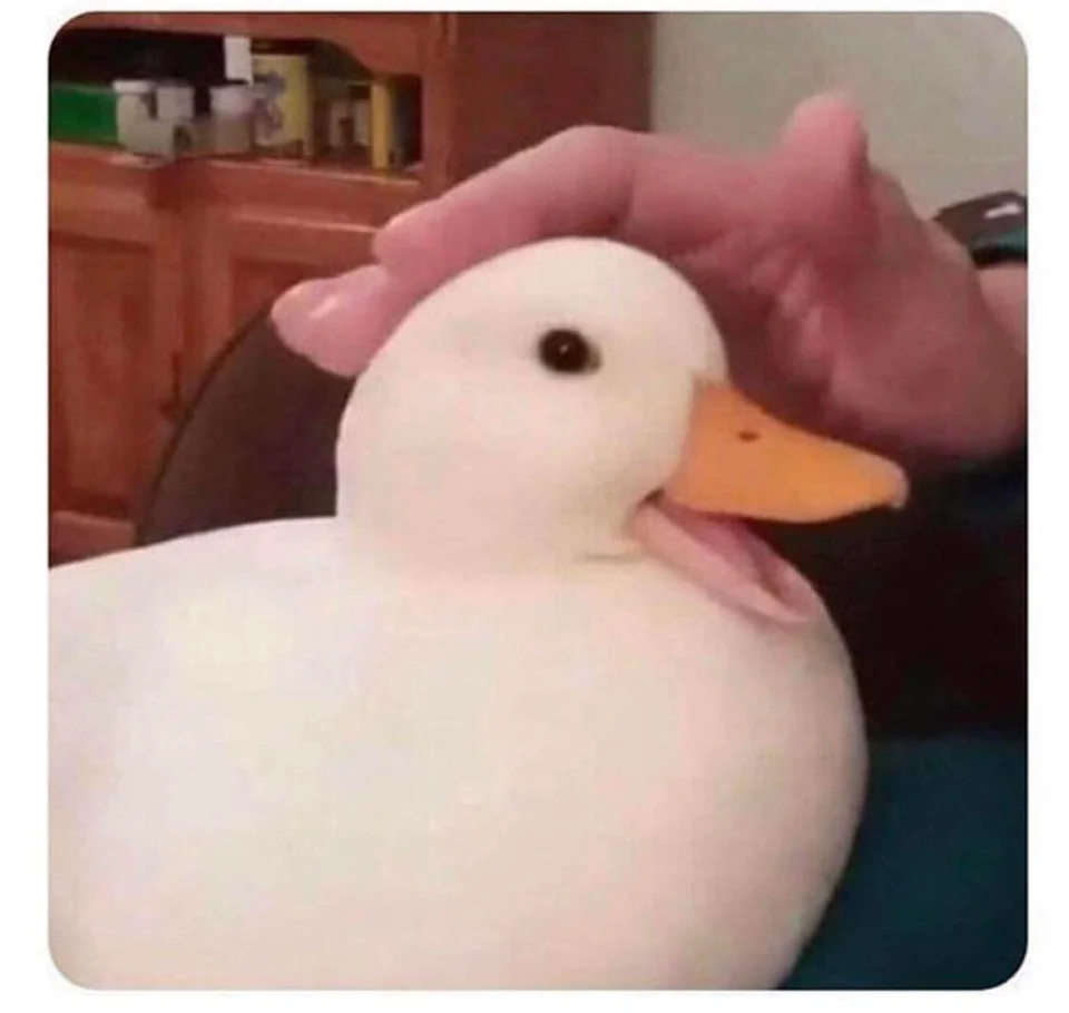 Rubber duck
